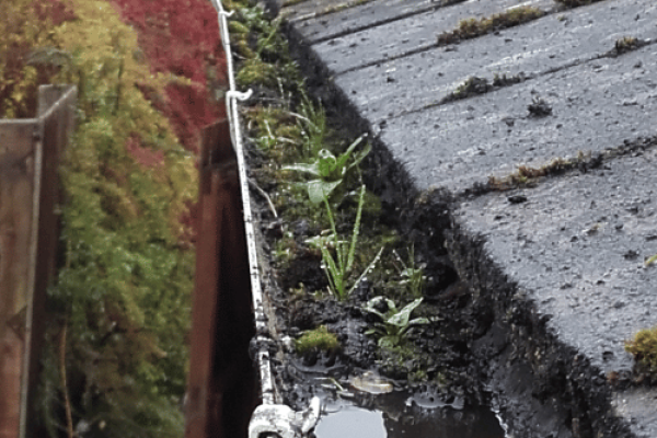 Gutter Cleaning - Before